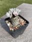 Preview: Turbinicarpus valdezianus